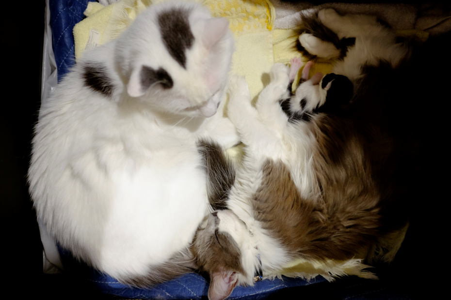 _images/cats.png